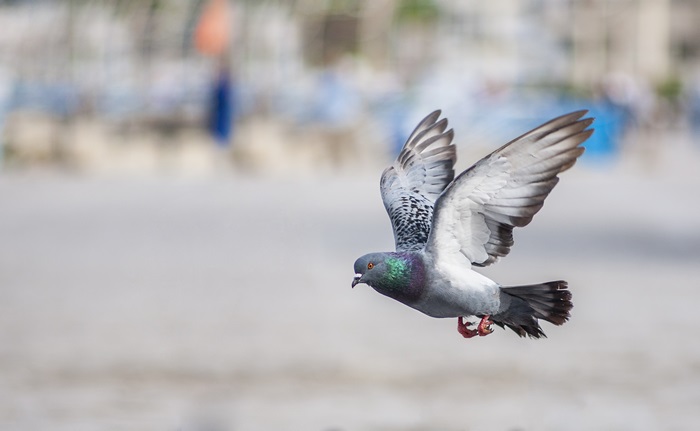 Pigeon in flight, 4K