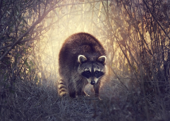 Raccoon in a forest with sunlight