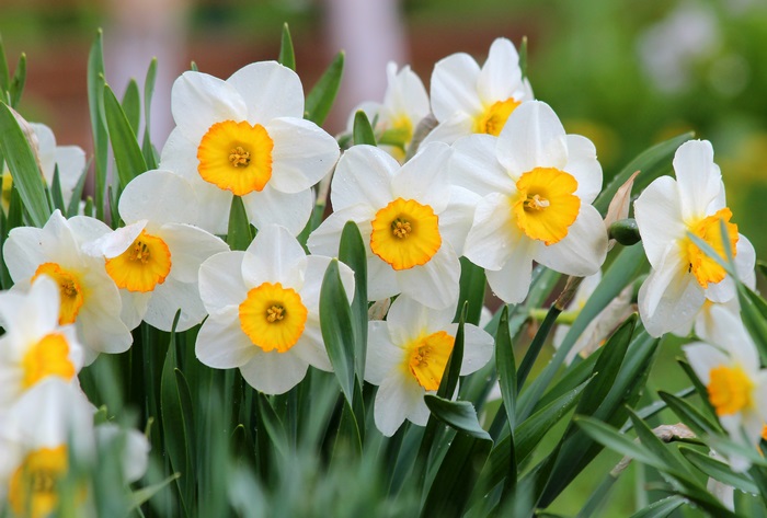 White and yellow daffodils in bloom