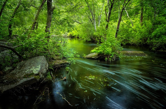 River flowing through a lush green forest