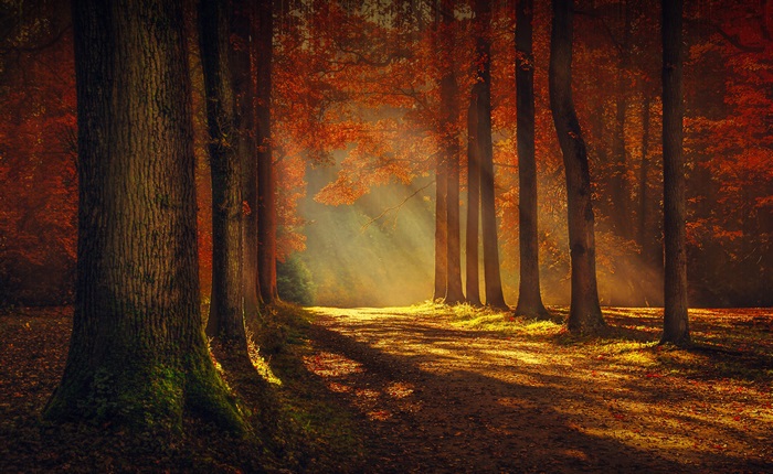 4K Autumn Forest Path with Sun Rays
