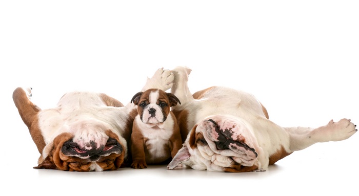 Bulldog family resting on white background 4K