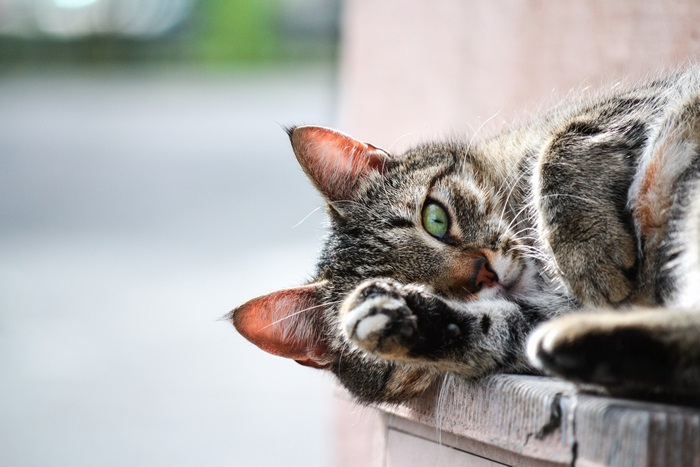 Tabby cat with green eyes lying down