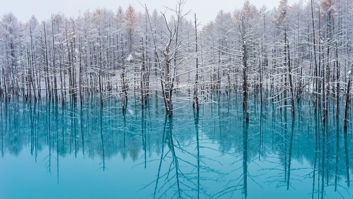Snow-Covered Trees Reflected in Turquoise Lake Japan