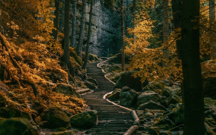 Misty Autumn Forest Path with Wooden Stairs in Germany