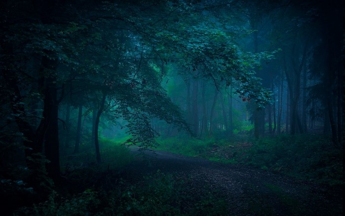 Misty forest path with trees and shrubs
