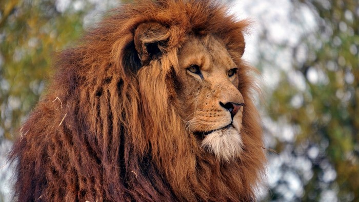 Close-up of a male lion with a large mane