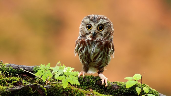 Small owl perched on a mossy branch