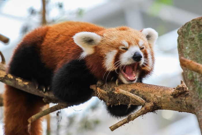 Red panda yawning on a tree branch