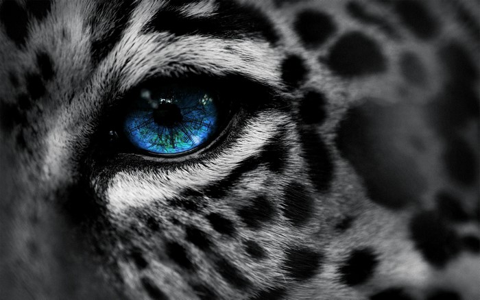 Close-Up of Leopard's Striking Blue Eye