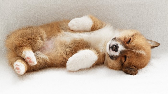 Cute Corgi Puppy Sleeping on a Blanket