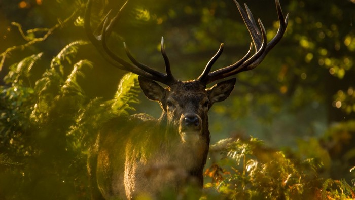 Deer with large antlers in a forest