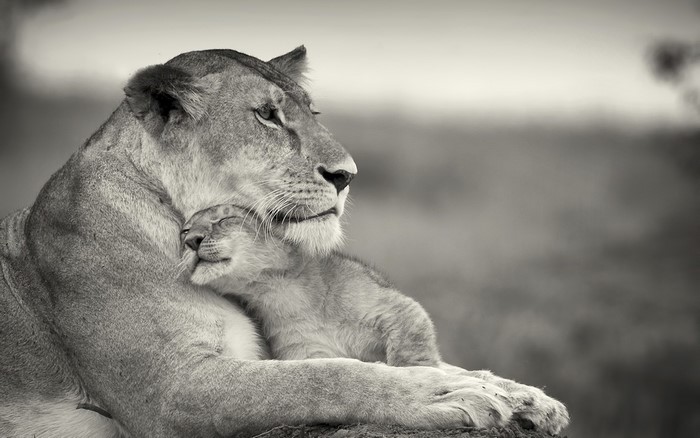 Lioness Tenderly Hugging Her Cub