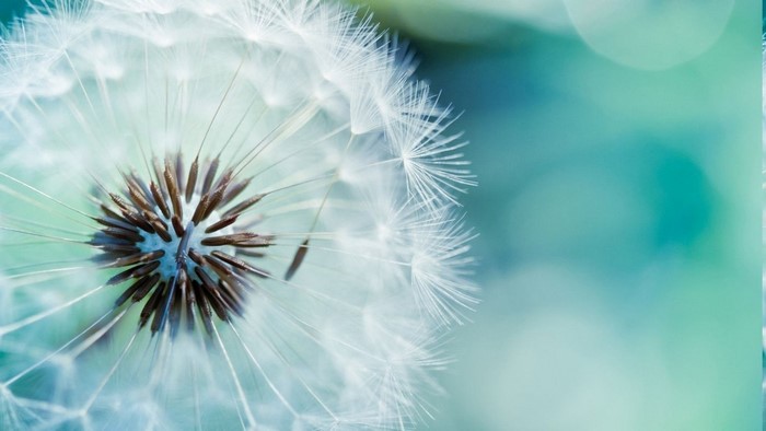 Delicate Macro Close-up of Dandelion Flowers