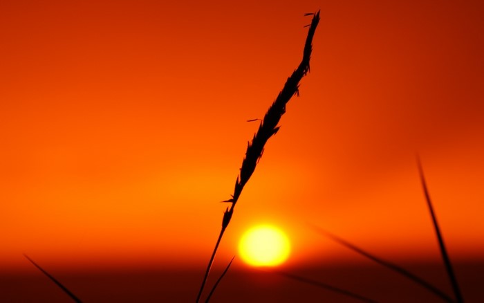 Silhouette of grass against a vibrant sunset