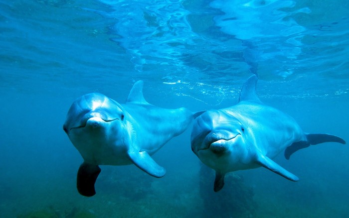 Two dolphins swimming underwater in blue water