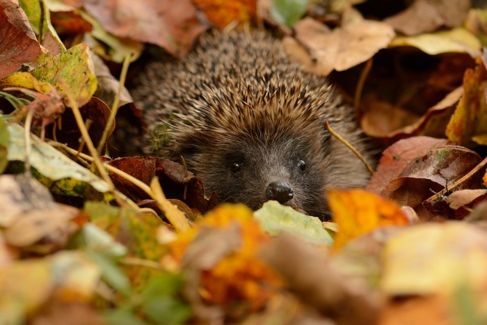 Hedgehog Nestled Among Autumn Leaves