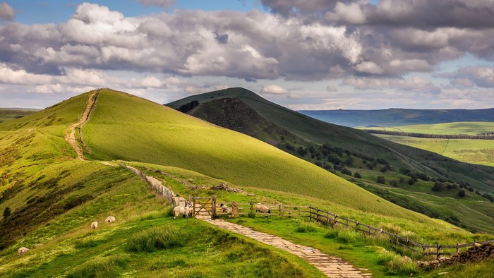 Sheep on a path in the Peak District, England