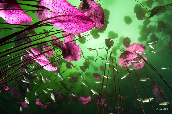 Underwater view of pink water lilies and fish