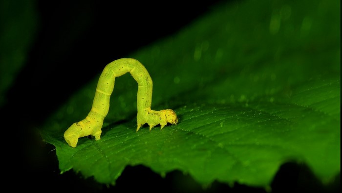 Green caterpillar on a leaf