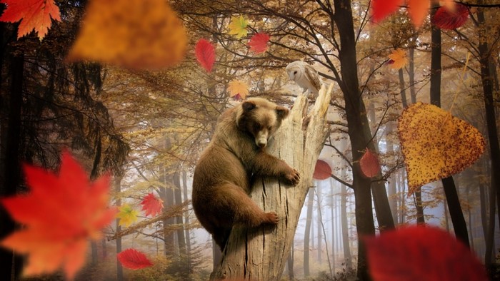 Bear and owl in a forest during fall