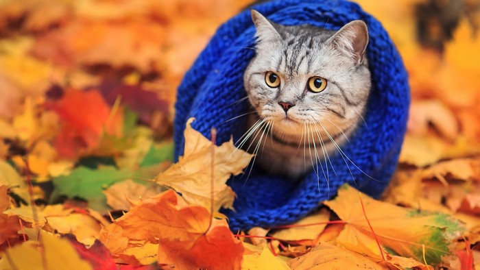 Cat wrapped in blue woolly hat among autumn leaves