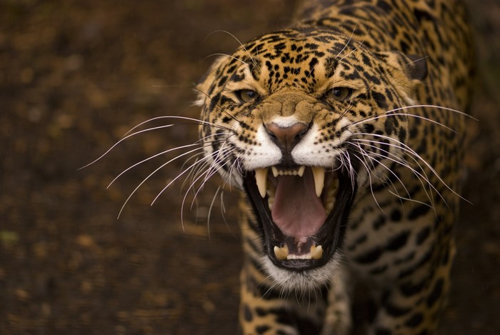 Jaguar showing teeth and roaring