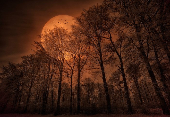 Spooky forest with a large orange moon and birds