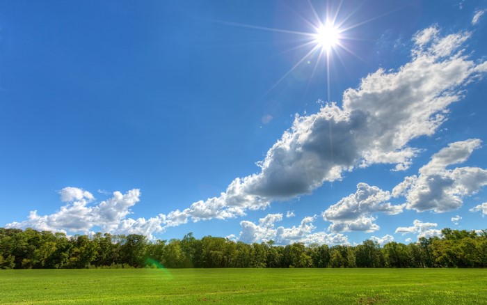 Sunny day over a green field and forest