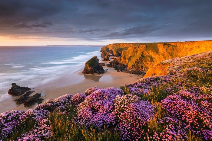 Sunset Over Coastal Cliffs and Purple Flowers