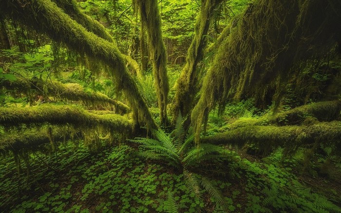 Moss-Covered Trees and Ferns in Lush Forest