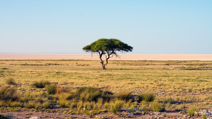 Acacia tree in the savanna landscape of Namibia