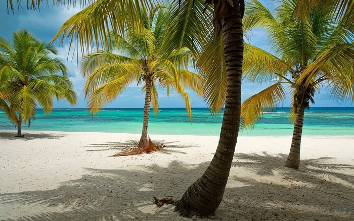 Tropical beach with palm trees and turquoise water
