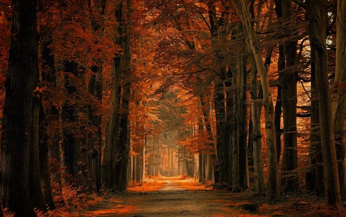 Autumn forest path with amber leaves and tall trees