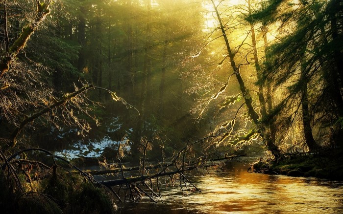 Sunlight filtering through trees onto a river