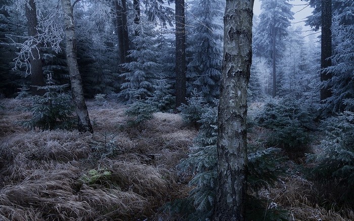 Frosty forest in Germany with mist
