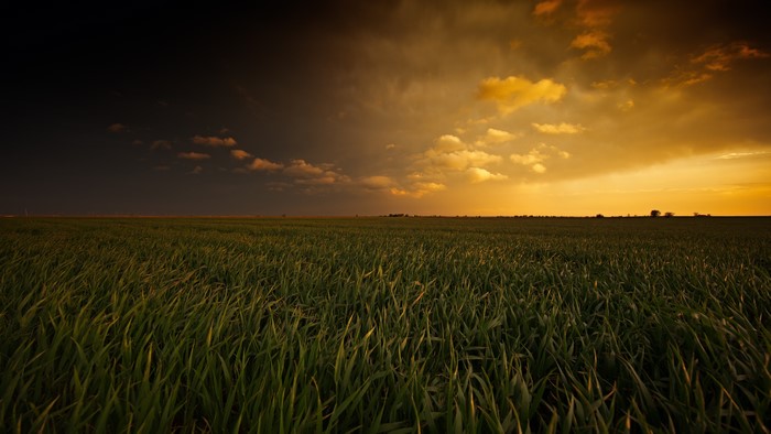 Field of grass under a dramatic sunset sky