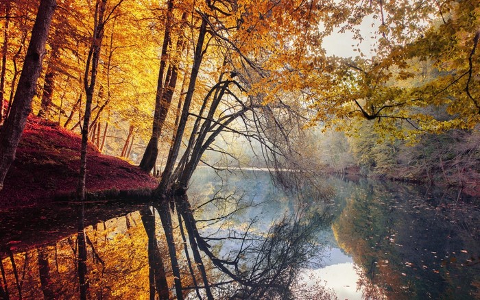 Autumn forest with lake and reflections