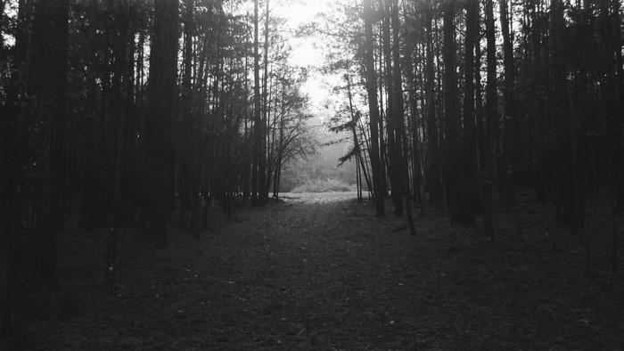 Black and white forest path with sunlight