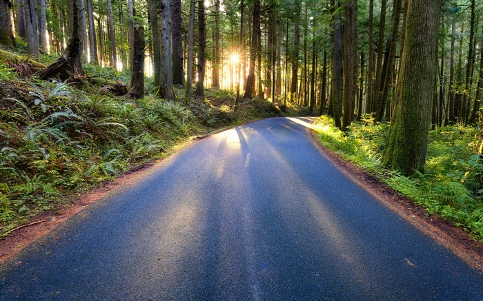 Road through a sunlit forest