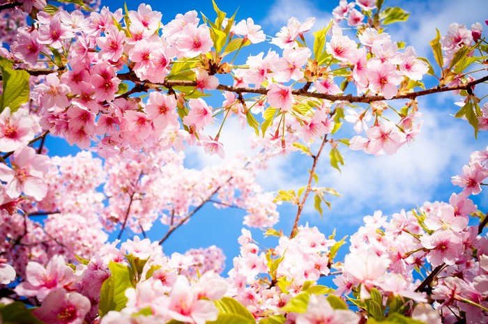 Cherry blossoms in bloom against a blue sky