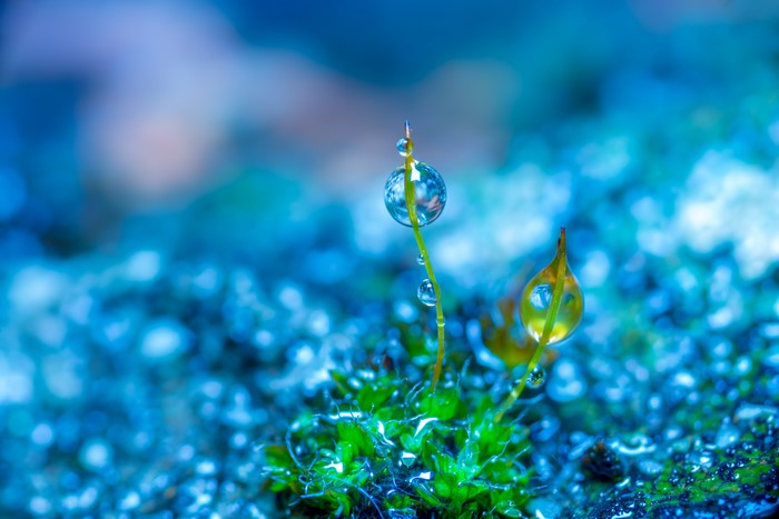 Macro photo of moss with water drops