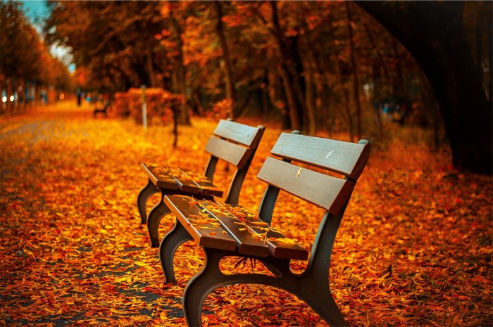 Autumn park with benches covered in leaves