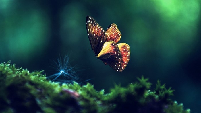Butterfly hovering over moss with glowing plant