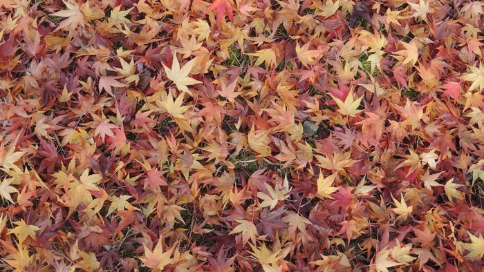Fallen Maple Leaves on the Ground