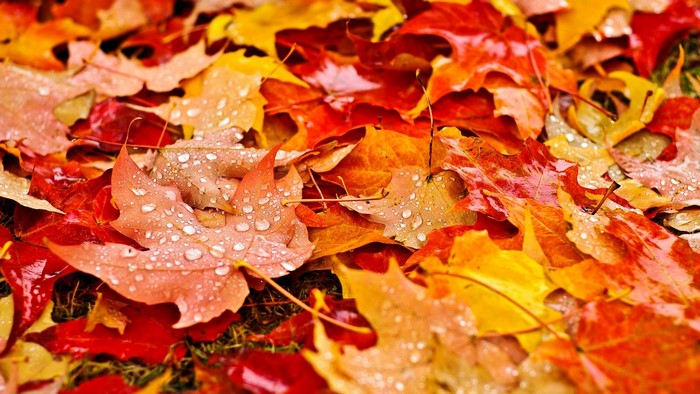 Autumn maple leaves with water drops