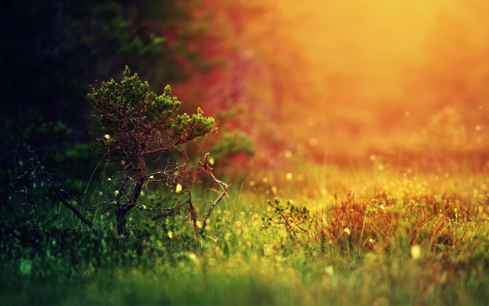 Golden light on a small tree in a meadow