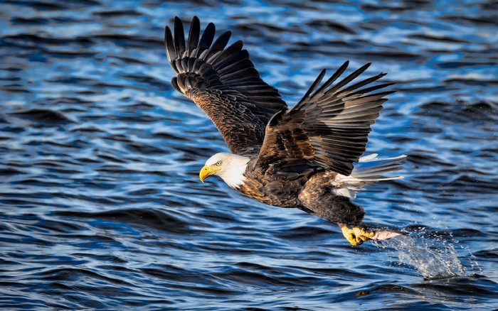 Bald eagle catching a fish in the water