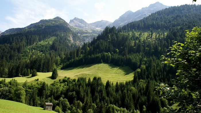 Lush Green Forest and Mountain Hillside