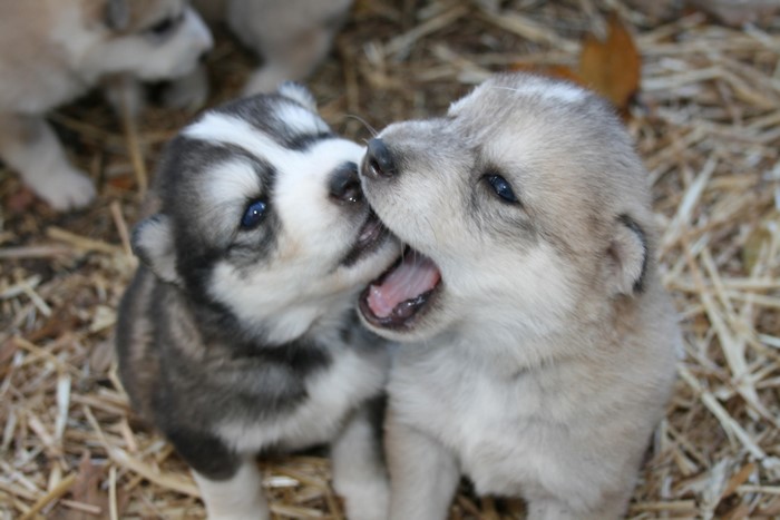 Two husky puppies playing and biting